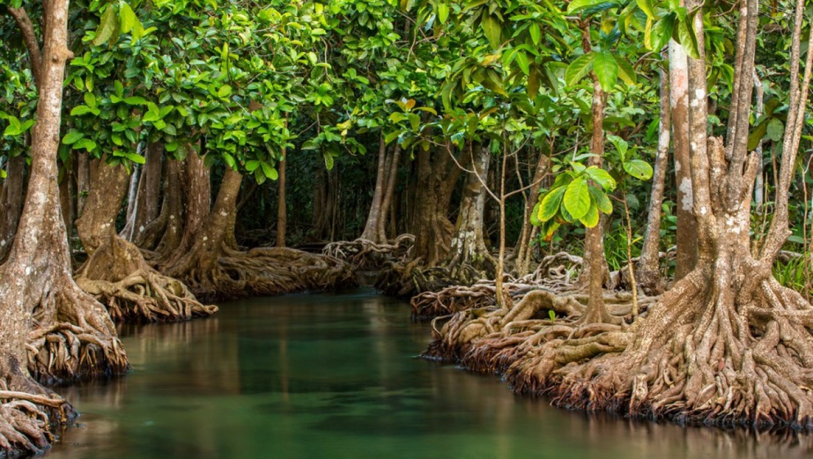 L importance De La Mangrove Mesur e Joal Fadiouth A4 PERSPECTIVES L importance De La Mangrove Mesur e Joal Fadiouth A4 PERSPECTIVES